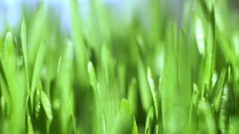 Close up of green grass with water droplets on it Stock Footage 304305710