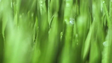 Close up of green grass with water droplets on it Stock Footage 310224746