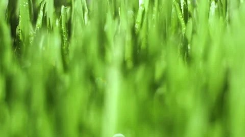 Close up of green grass with water droplets on it Stock Footage 310978762