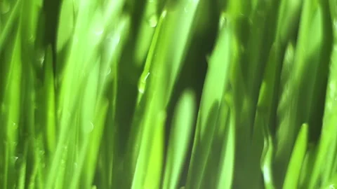Close up of green grass with water droplets on it Stock Footage 312130294