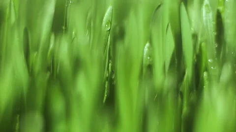 Close up of green grass with water droplets on it Stock Footage 312247183