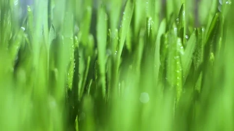 Close up of green grass with water droplets on it Stock Footage 312310498