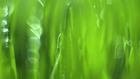 Close up of green grass with water droplets on it Stock Footage 312663305