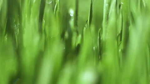 Close up of green grass with water droplets on it Stock Footage 314411006