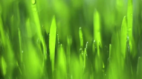 Close up of green grass with water droplets on it Stock Footage 314610313