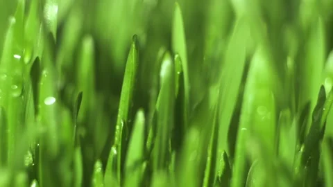Close up of green grass with a wet look Stock Footage 311328339