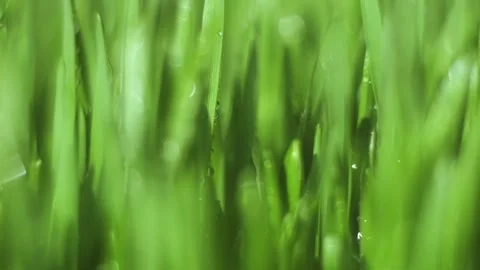 Close up of green grass with a wet look Stock Footage 319436250