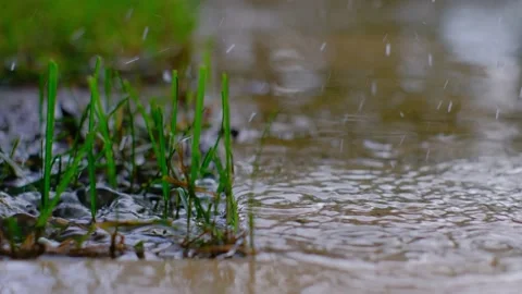 Close up of a green grass while it is raining. Stock Footage 221030102