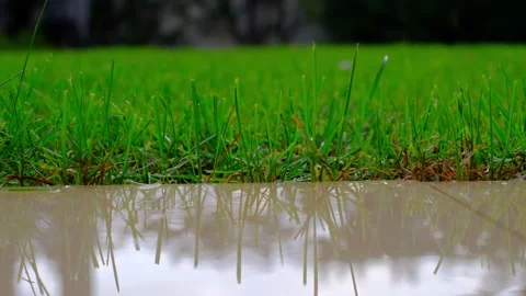 Close up of a green grass while it is raining. Stock Footage 221030127