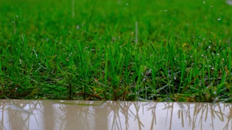 Close up of a green grass while it is raining. Stock Footage 221089604