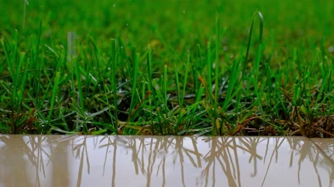 Close up of a green grass while it is raining. Stock Footage 221928309