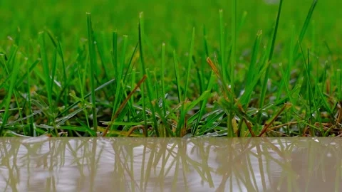 Close up of a green grass while it is raining. Stock Footage 222803192