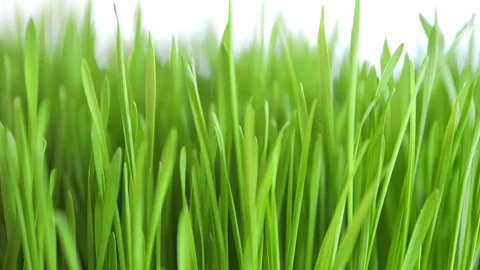 Close up of green grass with a white background Stock Footage 303052739