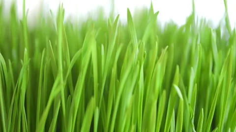 Close up of green grass with a white background Stock Footage 305624365