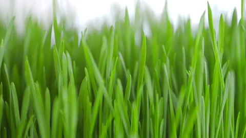 Close up of green grass with a white background Stock Footage 308872430