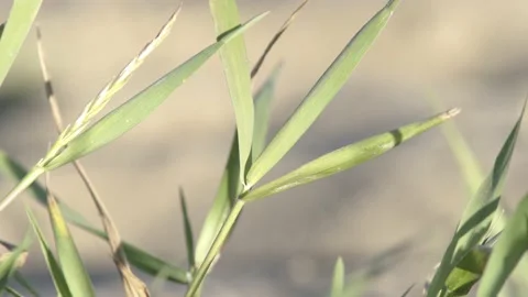 Close-up of green grass in the wind Stock Footage 135501528