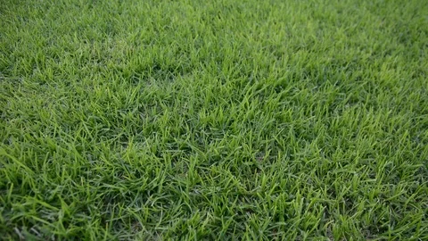 Close up green grass in the wind in Meadow on light sun morning. left to rigth m Stock-Footage 93856030