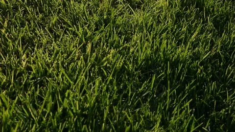 Close up green grass in the wind in Meadow on light sun morning.rigth to left mo Stock Footage 93856104