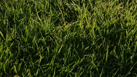 Close up green grass in the wind in Meadow on light sun morning. upward movement Видео 93856130