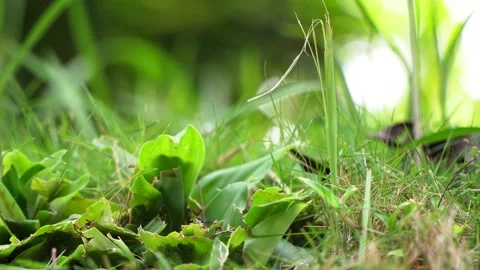 Close-up of green grass in the yard Stock Footage 195394638