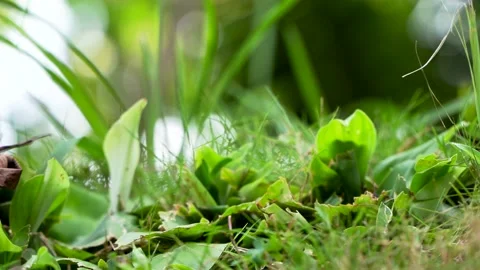 Close-up of green grass in the yard Stock Footage 195396392