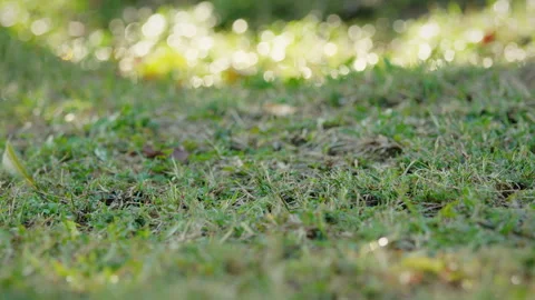 Close up green grass in the yard with sunlight. Video stock 289940276
