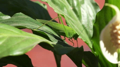 Close up on a green grasshopper 4K Stock Footage 42015994