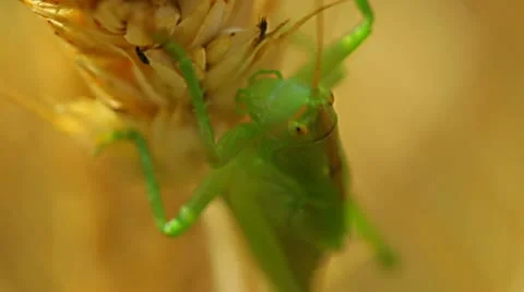 Close up of green grasshopper Video stock 11357837