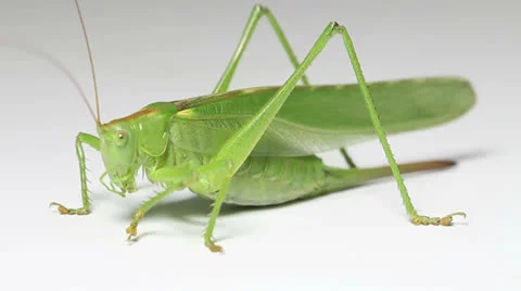 Close up of green grasshopper Stockbeeldmateriaal 25441666