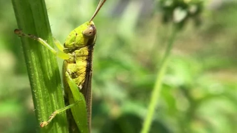 Close Up of Green Grasshopper. Stock Footage 251269896