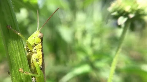 Close Up of Green Grasshopper. Stock Footage 251272956