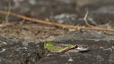 Close up of a green grasshopper jumping away. Stock Footage 163260621