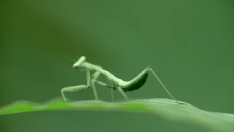 Close Up of Green Grasshopper Jumps on leaf in forest. Stock Footage 121079493