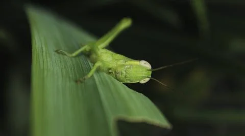 Close up of a green grasshopper on a leaf Foto stock