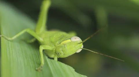 Close up of a green grasshopper on a leaf Stock Photos