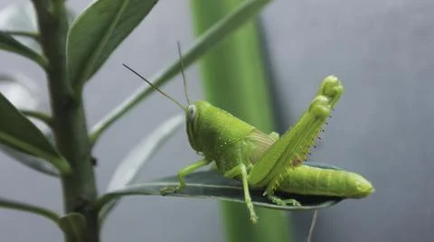 Close up of a green grasshopper on a leaf Stock Photos