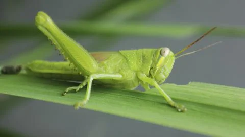 Close up of a green grasshopper on a leaf Stock Photos