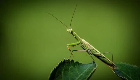 Close up green grasshopper Stock Photos