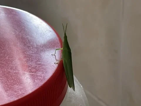 Close-up Green Grasshopper on Red Plastic Lid Indoors Foto stock