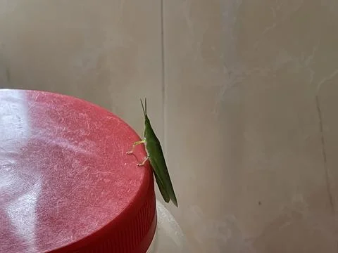 Close-up Green Grasshopper on Red Plastic Lid Indoors Foto stock