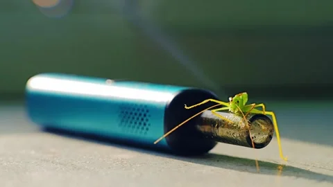 Close Up Green Grasshopper Rests on Blue Vape Device at Sunset – Slow Zoom Stock Footage 315636478