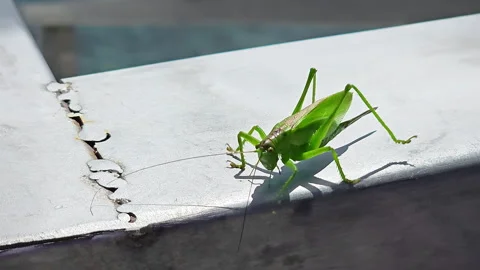 Close-Up of a Green Grasshopper on a Surface, A close-up view of a green Stock Footage 283020188