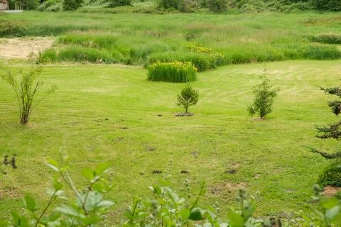A close-up of a green grassy field featuring young evergreen trees and vibran Stock Photos
