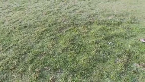 Close-up of green grassy field with uneven terrain Stock Footage 332166022
