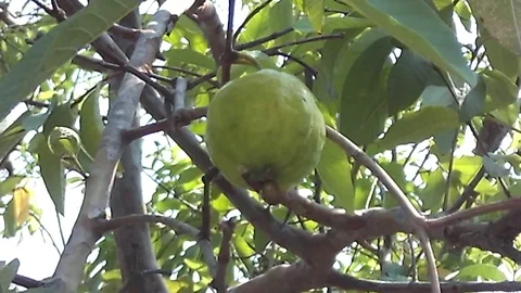 Close up, Green guava fruit hanging on the tree. Mature fruit. Stock Footage 120380940