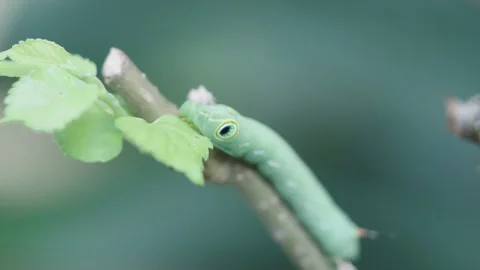 Close-up of a green hawk-moth caterpillar with distinct eyespots feeding on.. Stock Footage 346690908