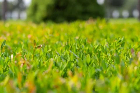 Close-up of a green hedge background. A hedge of evergreen boxwood bushes. Stock Photos