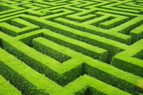 A close-up of a green hedge labyrinth, featuring sharp corners and complex .. Stock Photos