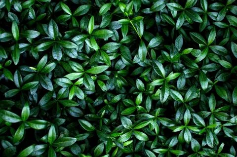 Close up of green hedge Stock Photos