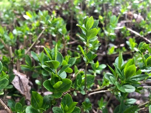 Close up of a green hedge. Stock Photos